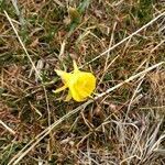 Narcissus bulbocodium flower picture by Toñi Antonio (cc-by-sa)