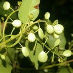 Chiococca belizensis fruit picture by Nelson Zamora Villalobos (cc-by-nc)