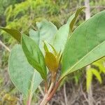 Phytolacca rivinoides leaf picture by Trap Hers (cc-by-sa)