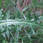 Carduus defloratus leaf picture by Ketxus Lopez (cc-by-sa)