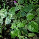 Galeopsis pubescens habit picture by Andrzej Konstantynowicz (cc-by-sa)