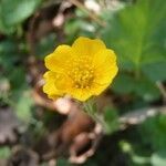 Geum sylvaticum flower picture by huy HO (cc-by-sa)