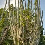 Pilosocereus polygonus habit picture by Trap Hers (cc-by-sa)