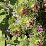 Arctium minus flower picture by Winaraa (cc-by-sa)