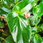 Begonia cucullata leaf picture by Jaime Carlos (cc-by-sa)