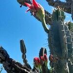 Cereus forbesii flower picture by Trap Hers (cc-by-sa)