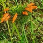 Leonotis nepetifolia flower picture by susan brown (cc-by-sa)