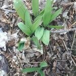 Allium tricoccum leaf picture by Katherine de Salis (cc-by-sa)