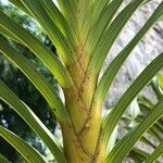 Grammatophyllum speciosum leaf picture by Pierre Bonnet (cc-by-sa)