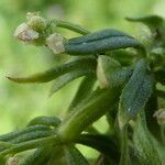 Galium verrucosum habit picture by Llandrich anna (cc-by-sa)