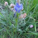 Gentiana pneumonanthe flower picture by moniek bu (cc-by-sa)