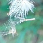 Hieracium prenanthoides fruit picture by Pietro Brignoli (cc-by-sa)