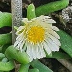 Delosperma nakurense flower picture by susan brown (cc-by-sa)