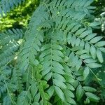 Gleditsia triacanthos leaf picture by simone stoppazzoni (cc-by-sa)