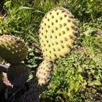 Opuntia microdasys leaf picture by Gilles Guillonneau (cc-by-sa)