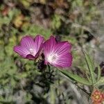 Sidalcea malviflora flower picture by John John Hardham (cc-by-sa)