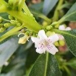 Myoporum laetum flower picture by Dieter Albrecht (cc-by-sa)