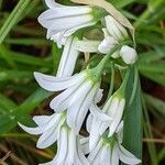 Allium triquetrum flower picture by Pasak Ewa (cc-by-sa)