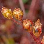 Drosera intermedia fruit picture by Groupe Botanique de Bruxelles (cc-by-sa)