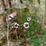 Verbena litoralis flower picture by A M (cc-by-sa)