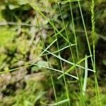 Poa nemoralis habit picture by Daniel Bourget (cc-by-sa)