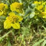 Bupleurum lancifolium flower picture by feriel lakhoua (cc-by-sa)