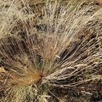 Corynephorus canescens habit picture by Alain Lagrave (cc-by-sa)