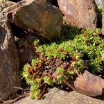 Saxifraga moschata habit picture by Fabien Anthelme (cc-by-sa)