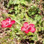 Linum grandiflorum habit picture by Martin Bishop (cc-by-sa)