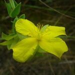 Hypericum tetrapetalum flower picture by Sylvain Piry (cc-by-sa)