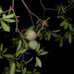 Bonellia nervosa fruit picture by Nelson Zamora Villalobos (cc-by-nc)