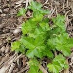 Malva verticillata leaf picture by Denis Gordinier (cc-by-sa)