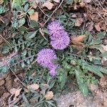 Centaurea raphanina flower picture by lilian charlot (cc-by-sa)