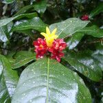 Psychotria nuda flower picture by Renato Lima (cc-by-sa)