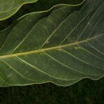 Schefflera morototoni leaf picture by Nelson Zamora Villalobos (cc-by-nc)