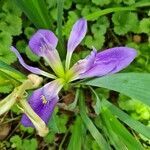 Iris brevicaulis flower picture by Gayle Judkins (cc-by-sa)