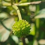 Ranunculus multifidus fruit picture by susan brown (cc-by-sa)