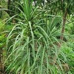 Dracaena ellenbeckiana leaf picture by susan brown (cc-by-sa)