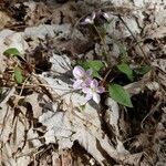 Claytonia caroliniana flower picture by Tami Schaafsma (cc-by-sa)