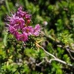 Kalmia microphylla flower picture by John John Hardham (cc-by-sa)