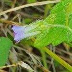 Campanula keniensis flower picture by susan brown (cc-by-sa)