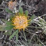 Leucospermum erubescens flower picture by Jerome Sudre (cc-by-sa)