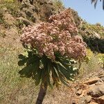 Aeonium appendiculatum flower picture by arlas (cc-by-sa)