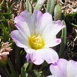 Calandrinia affinis flower picture by Fabien Anthelme (cc-by-sa)