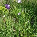 Campanula patula habit picture by Georg Lanzl (cc-by-sa)