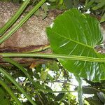 Philodendron pterotum habit picture by Nelson Zamora Villalobos (cc-by-nc)