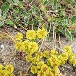 Eriogonum umbellatum flower picture by Euphrosyne Beauchamp (cc-by-sa)