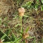 Centaurea aspera fruit picture by Anne-Olivia FAHY (cc-by-sa)