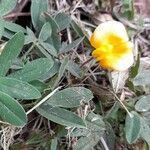 Arachis burkartii habit picture by Trap Hers (cc-by-sa)