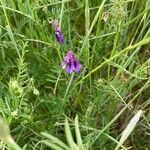 Vicia cracca flower picture by ludmila san vicente (cc-by-sa)